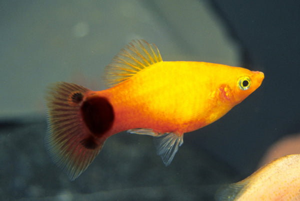 Platy Mickey Mouse Doré (Xiphophorus Maculatus)