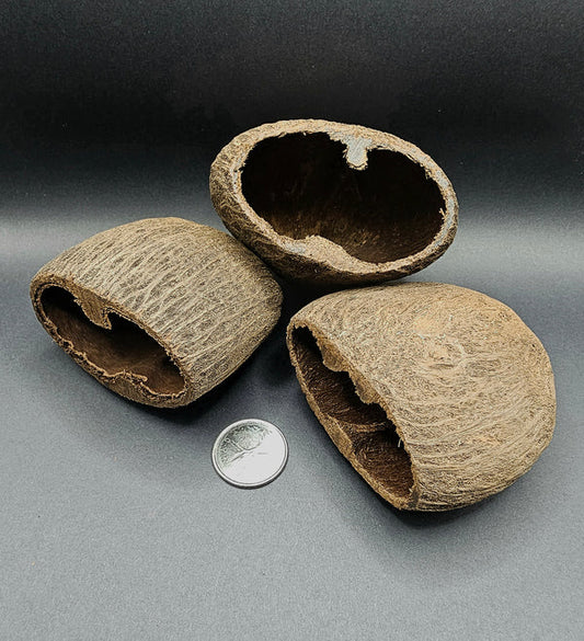 Pods de Palmier (2x)