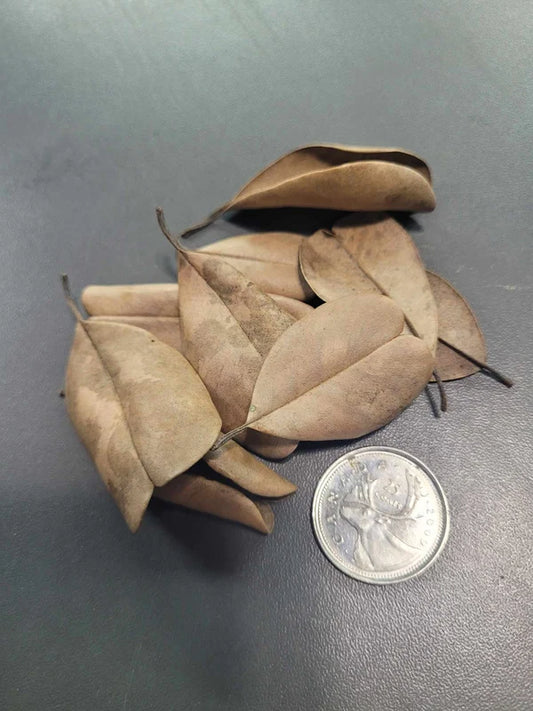 Feuille de Palu - 1.5 oz