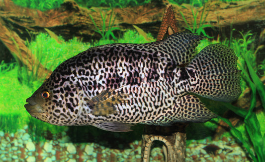 Jaguar (Parachromis Managuensis)