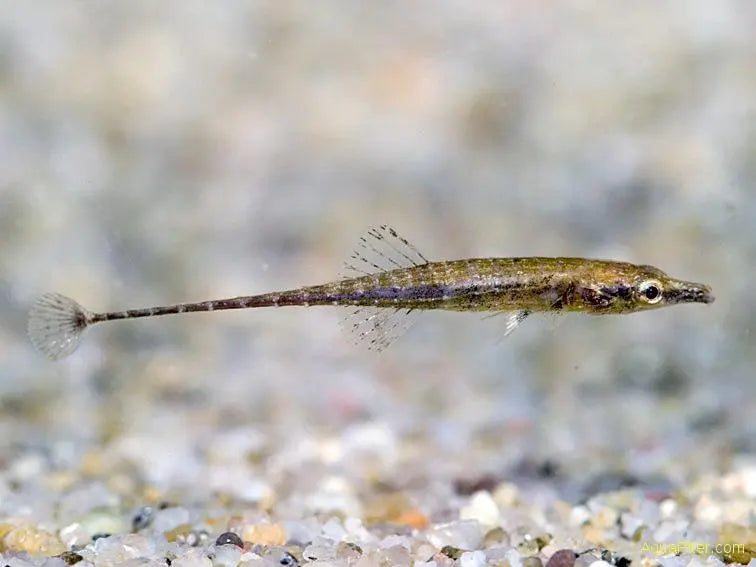 Paradox Pipefish (Indostomus Paradoxus)