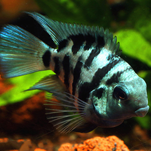 Perroquet Polaire Bleu (Amatitlania Nigrofasciata X Amphilophus Citrinellus)