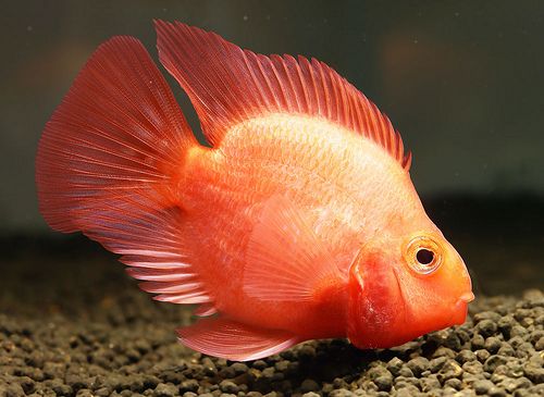 Perroquet Rouge (Amphilophus Citrinellus X Vieja Melanurus)