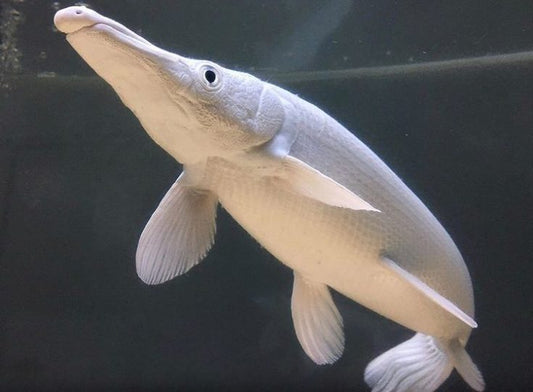 Platinum Aligator Gar (Atractosteus Spatula)