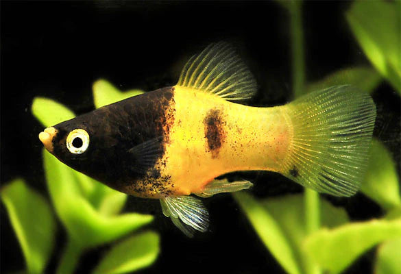 Platy Abeille (Xiphophorus Maculatus)