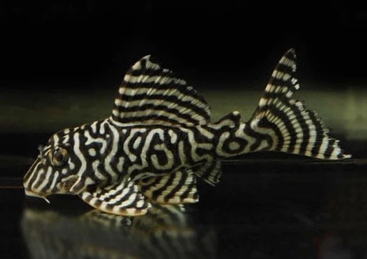 Pléco King Tiger (Hypancistrus Sp. L066)