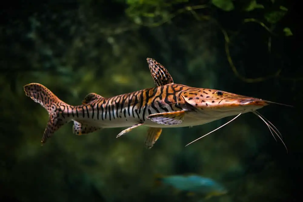 Poisson-Chat à Nez de Pelle (Pseudoplatystoma Fasciatum)