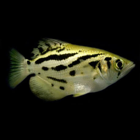 Poisson Archer (Toxotes Blythii)