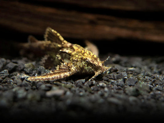 Poisson-Chat De Roches (Erethistes Sp.)
