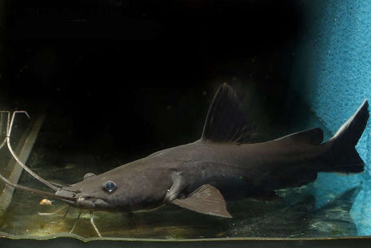 Poisson-Chat Lancer Noir (Hemibagrus Wyckii)