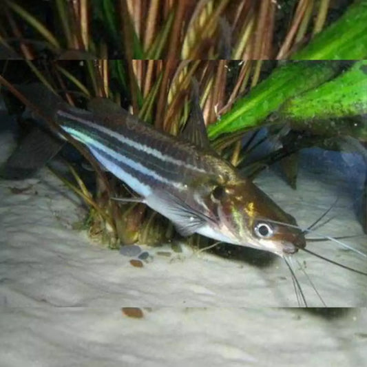 Poisson-Chat Mystus Bleu (Mystus Vittatus)