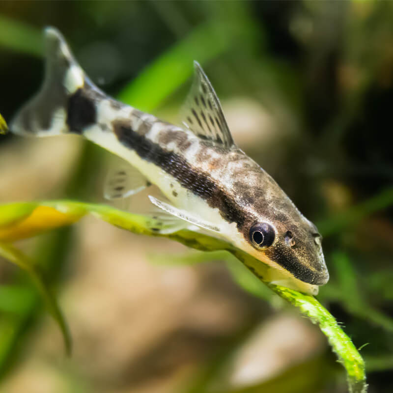 Poisson-Chat Otocinclus (Otocinclus Macrospilus)