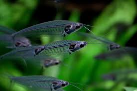 Poisson-Chat Silure De Verre (Kryptopterus Bicirrhis)