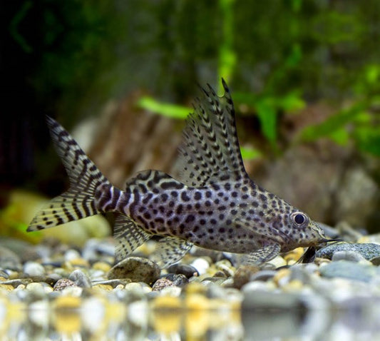 Poisson-Chat Synodontis (Synodontis Eupterus)