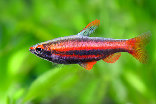 Poisson Crayon Rouge (Nannostomus Mortenthaleri)