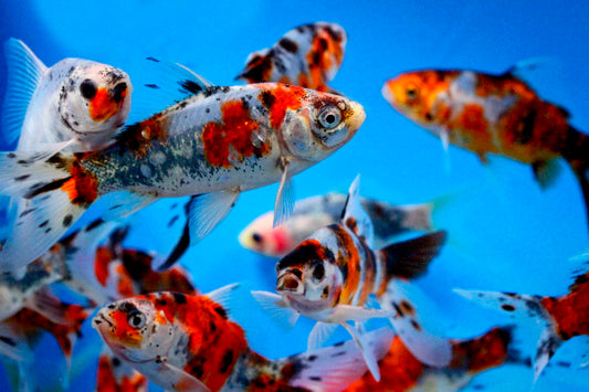 Poisson Rouge Shubunkin (Carassius Auratus)