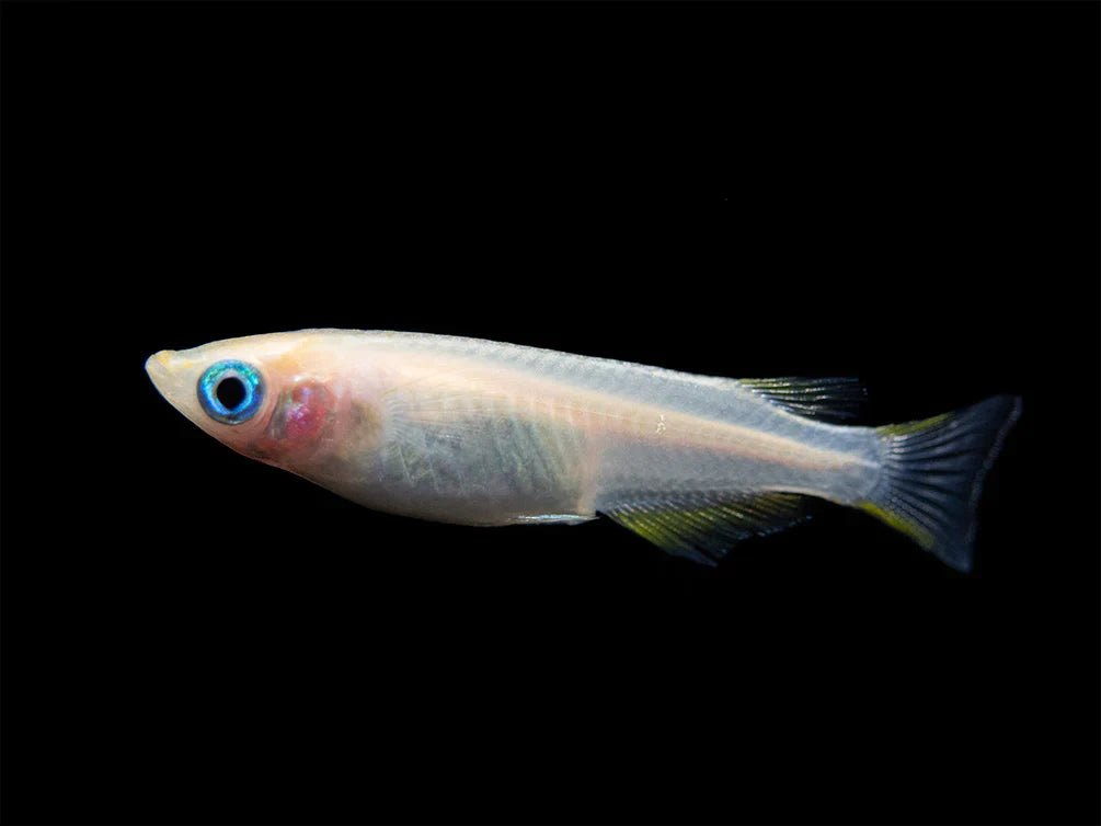 Poisson de Riz Blanc (Oryzias Latipes)