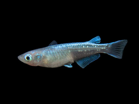Poisson de Riz Bleu (Oryzias Latipes)