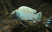 Polit Lion’s Cove (Pseudotropheus Sp. "Polit Lion’s Cove")
