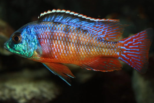 Protomelas Taeniolatus (Red Empress)