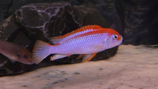 Pseudotropheus Perspicax (Ndumbi)