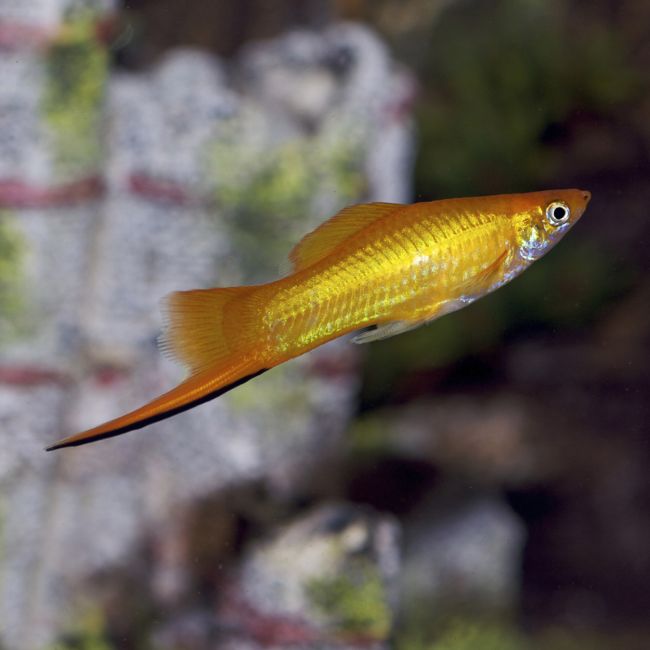Queue D'Épée Citron (Xiphophorus Hellerii)