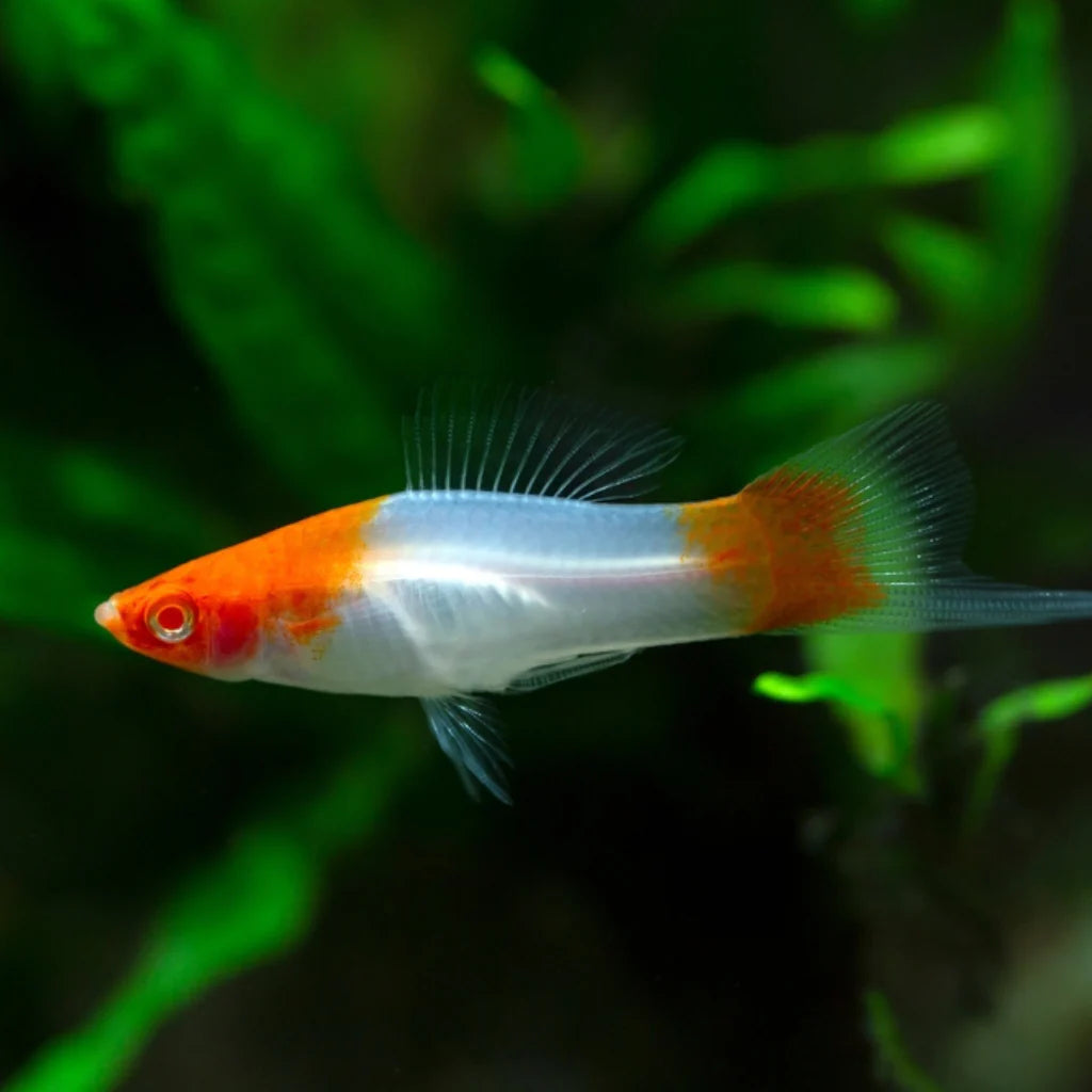 Queue D'Épée Koi (Xiphophorus Hellerii)