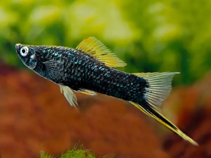 Queue D'Épée Noir (Xiphophorus Hellerii)
