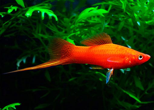 Queue D'Épée Orange (Xiphophorus Hellerii)