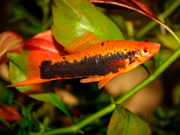 Queue d'Épée Orange et Noir (Xiphophorus Hellerii)
