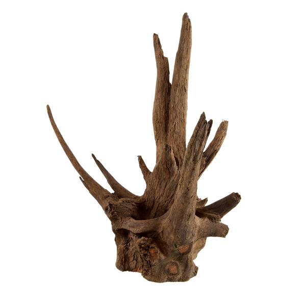 Racine d'Eucalyptus | Nano