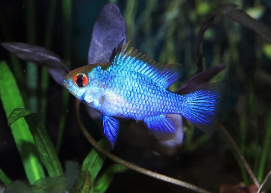 Ramirezi Allemand Bleu Électrique (Mikrogeophagus Ramirezi)