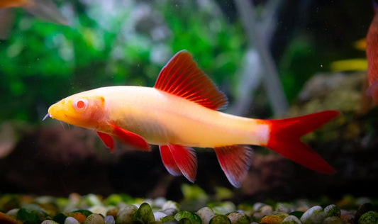 Requin Arc-En-Ciel Albino (Epalzeorhynchos Frenatum)