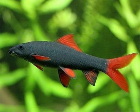 Requin Arc-En-Ciel (Epalzeorhynchos Frenatum)