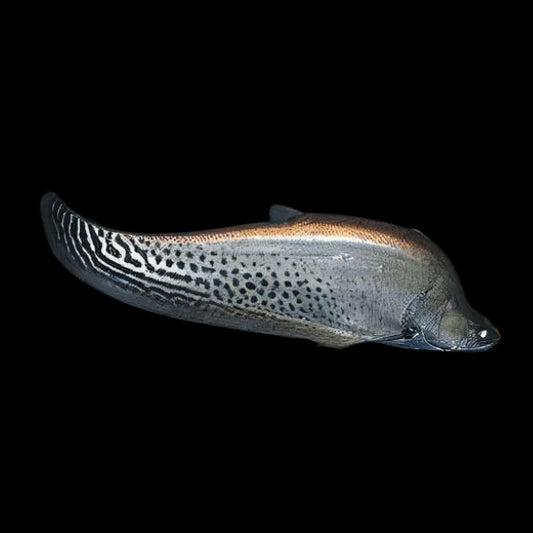 Chitala Blanci (Royal Clown Knife)