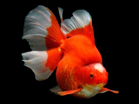 Ryukin (Carassius Auratus)