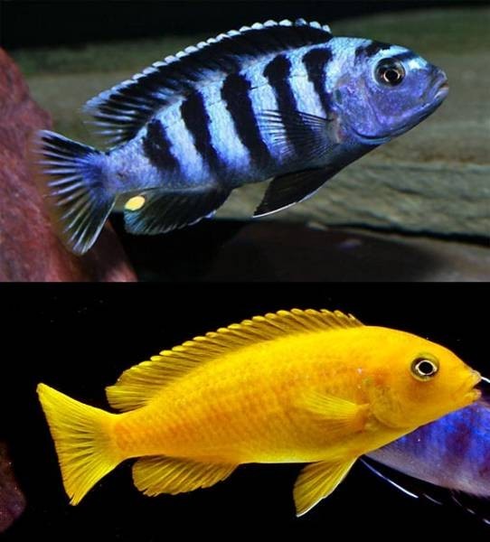 Saulosi (Chindongo Saulosi)