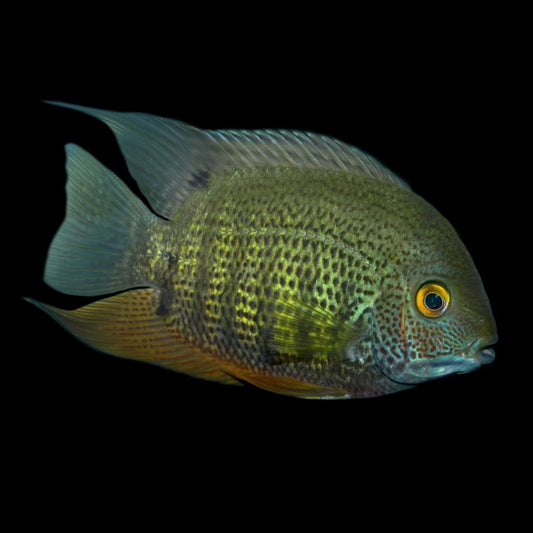 Severum Vert (Heros Severus)