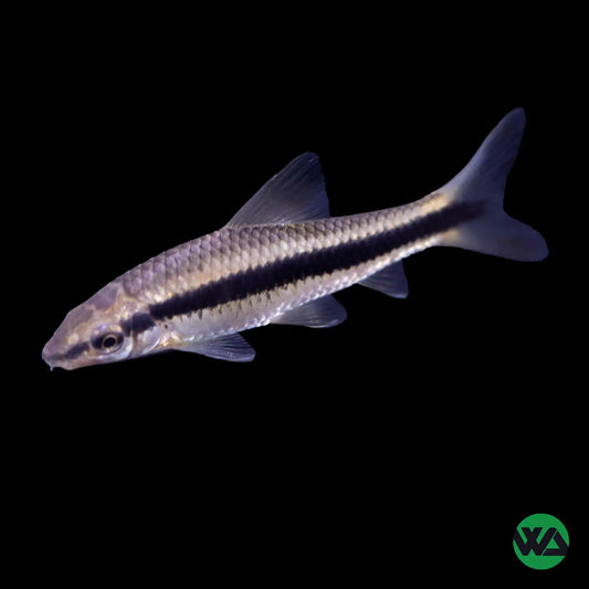 Crossocheilus oblongus (Mangeur algue Siamois)