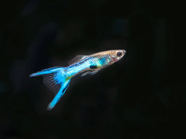 Guppy Endler Bleu (Poecilia Wingei)