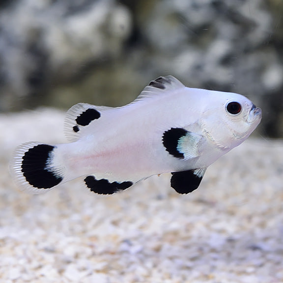 Clown Snowstorm (Amphiprion Ocellaris)
