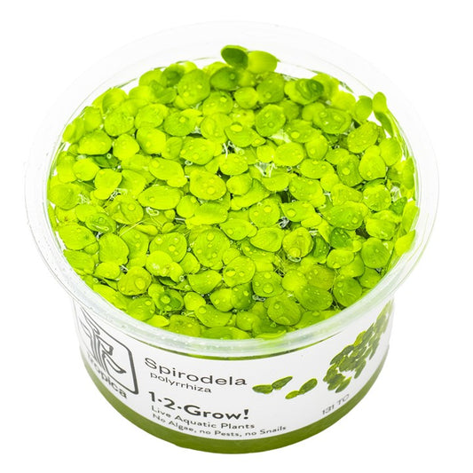 Spirodela polyrrhiza