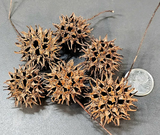 Pods de Copalmes (6x)