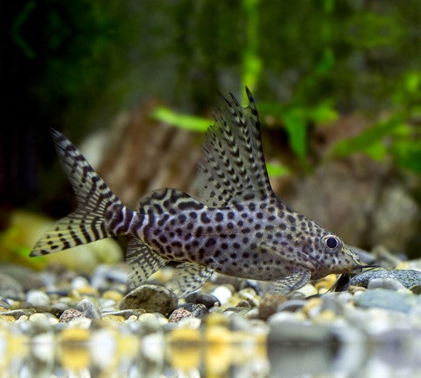 Poisson-Chat Synodontis (Synodontis Eupterus)