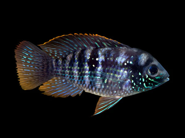 Acara Bleu (Andinoacara Pulcher)