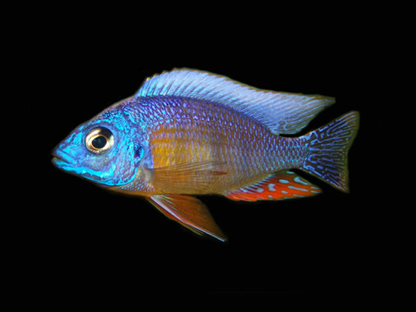 Taiwan Reef (Protomelas Sp. "Steveni Taiwan")