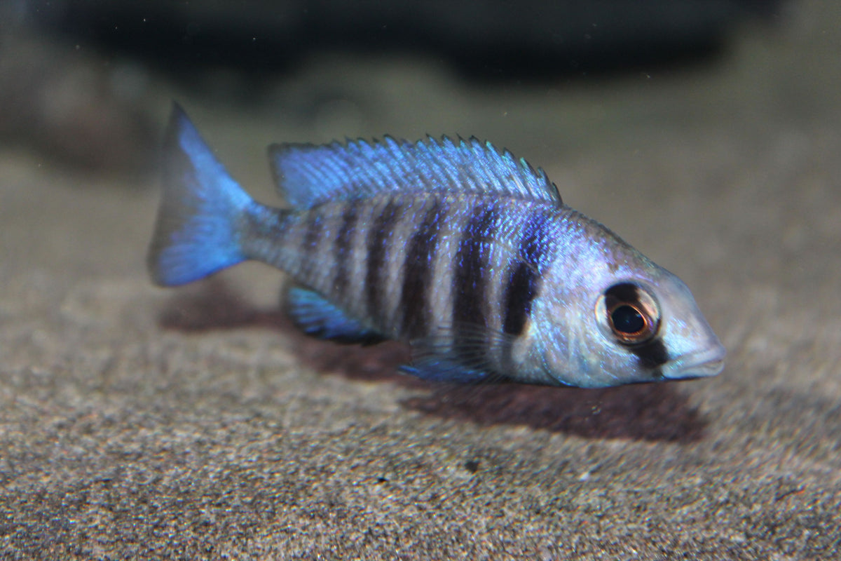 Tanzania (Placidochromis Phenochilus)