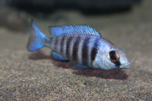 Tanzania (Placidochromis Phenochilus)