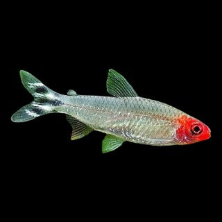 Tétra À Nez Rouge (Hemigrammus Rhodostomus)