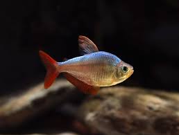 Tétra Colombien (Hyphessobrycon Columbianus)